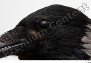 Carrion crow bird eye 0002.jpg